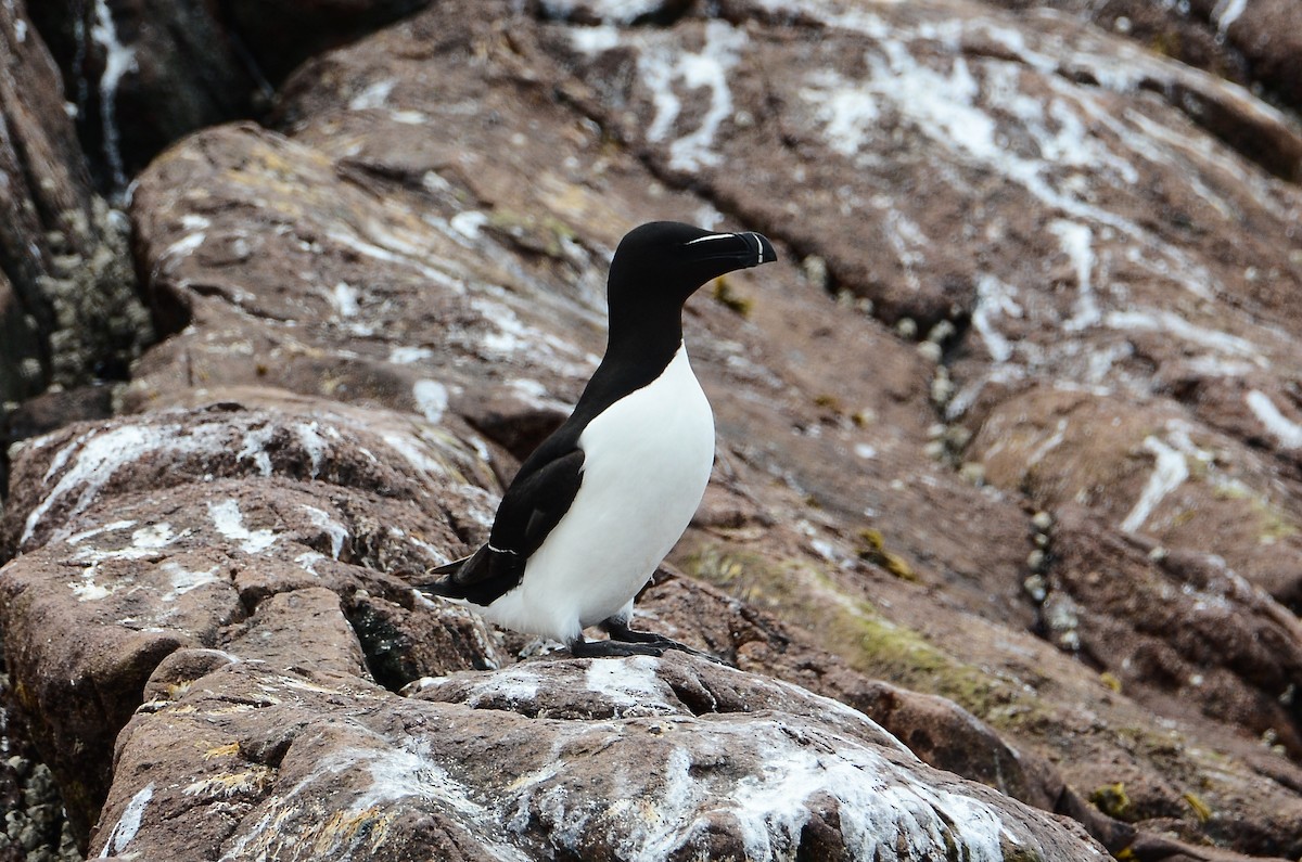 Razorbill - ML615012129