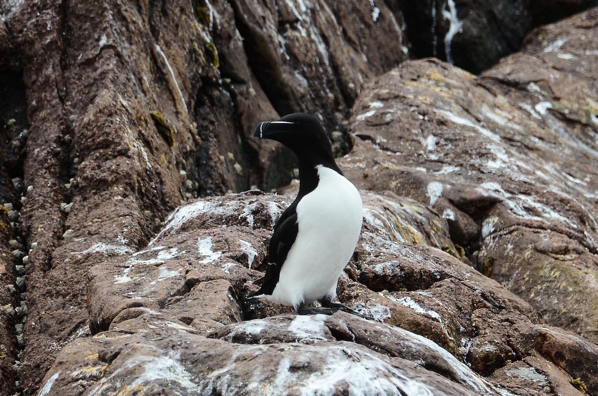 Razorbill - ML615012130