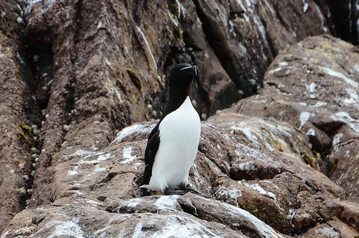 Razorbill - ML615012131