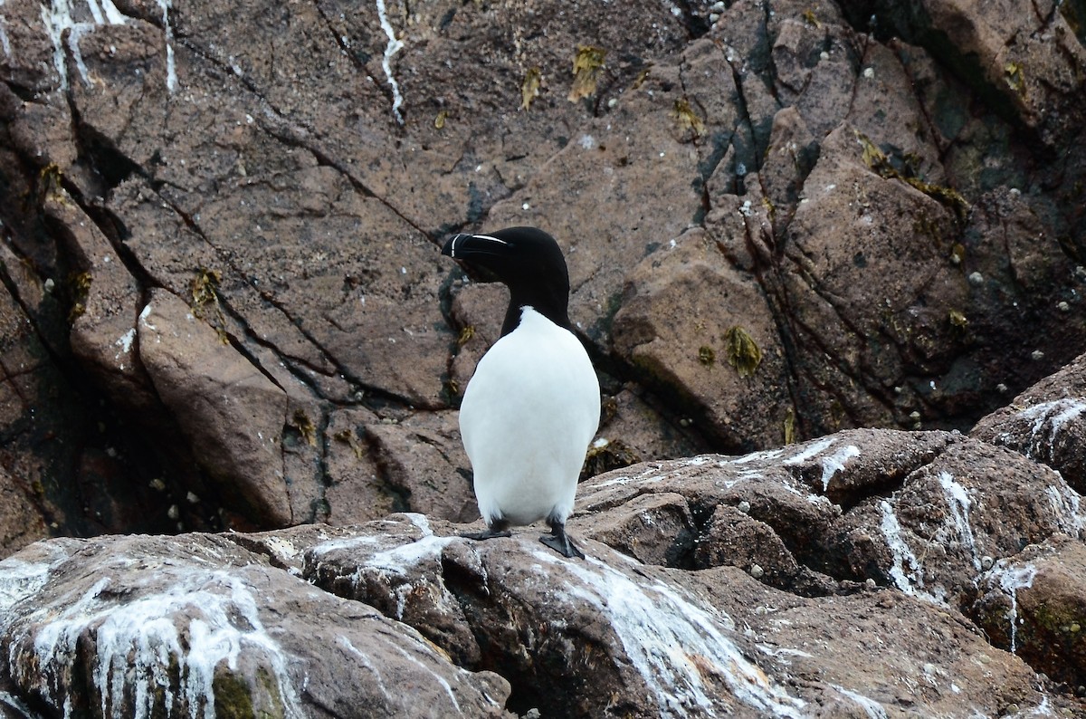 Petit Pingouin - ML615012132