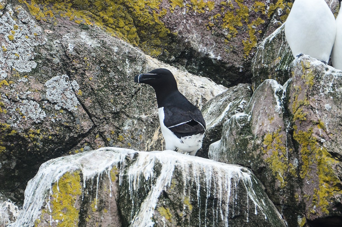 Razorbill - ML615012136