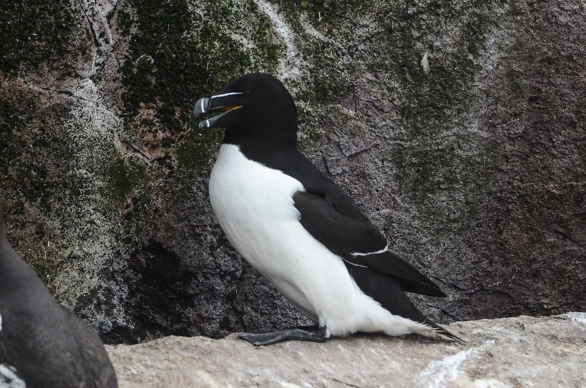 Razorbill - ML615012137