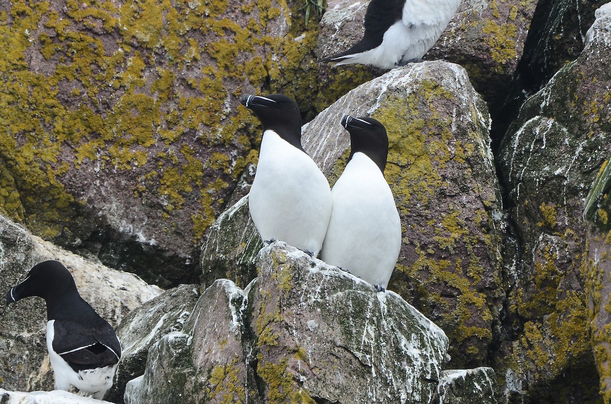 Razorbill - ML615012138