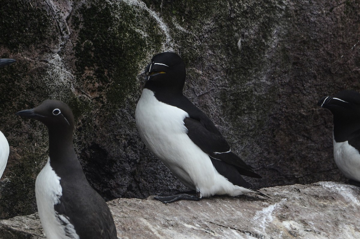 Razorbill - ML615012139