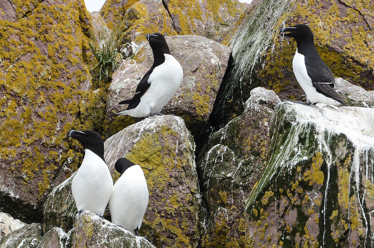 Razorbill - ML615012140