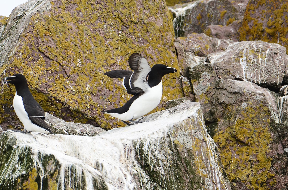 Razorbill - ML615012141