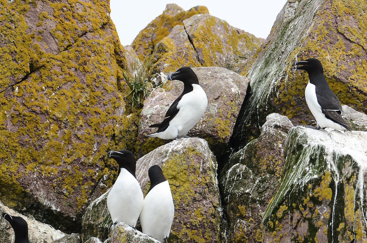 Razorbill - ML615012142