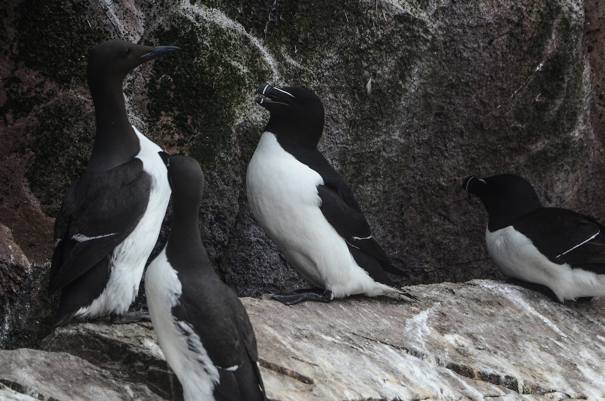 Razorbill - ML615012144