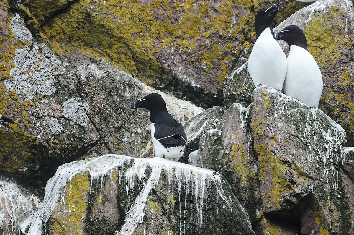 Razorbill - ML615012145