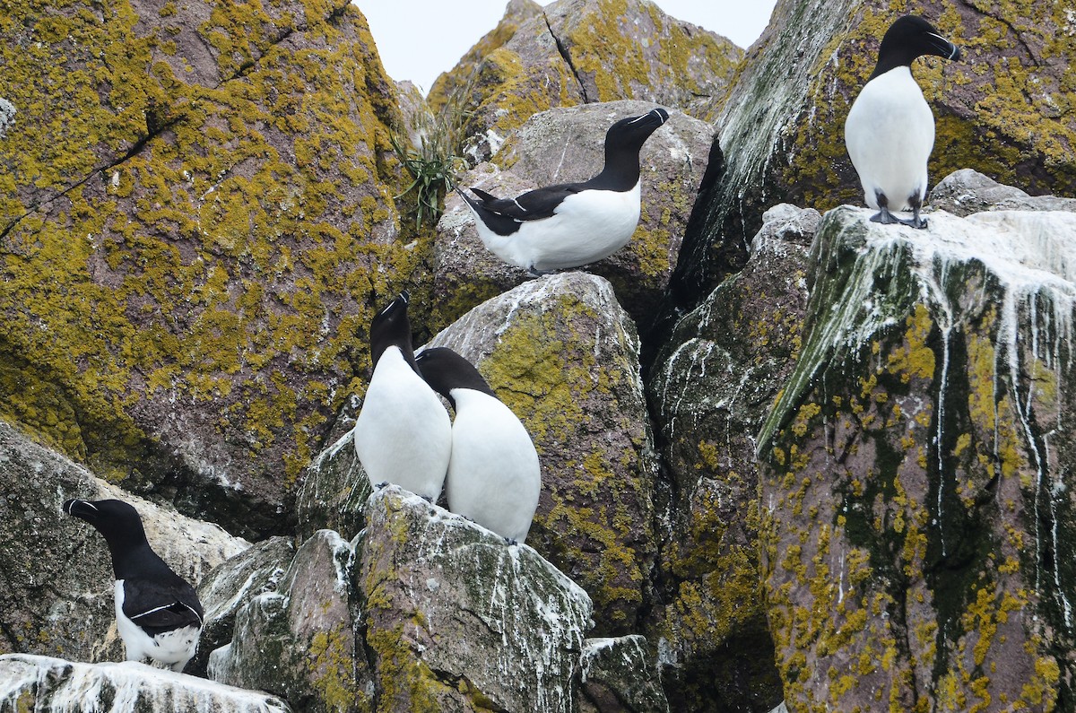 Razorbill - ML615012148