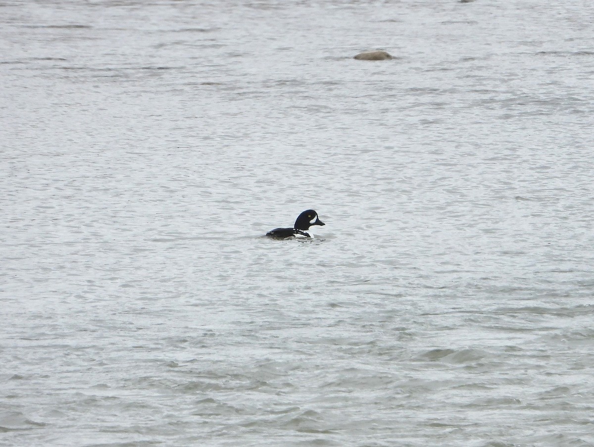 Barrow's Goldeneye - ML615012154