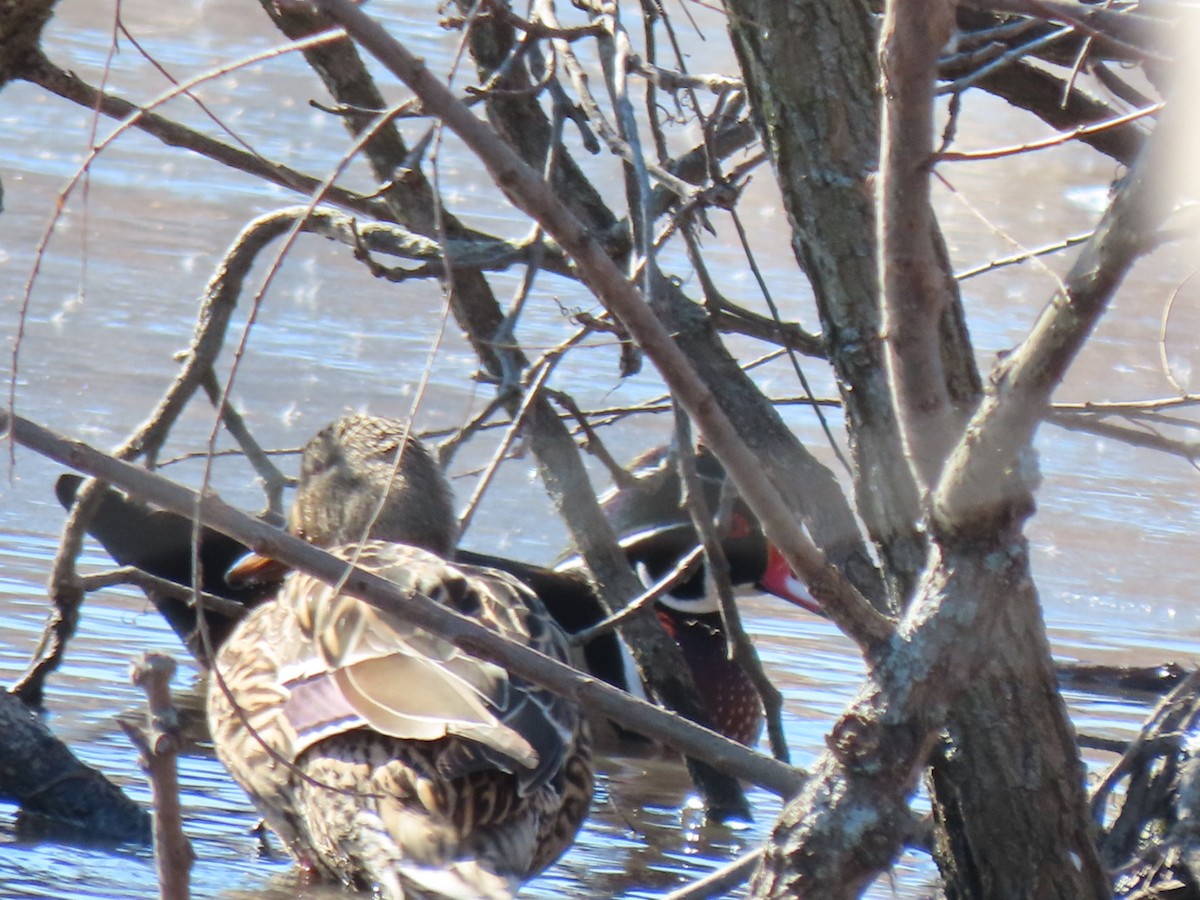 Wood Duck - ML615012155