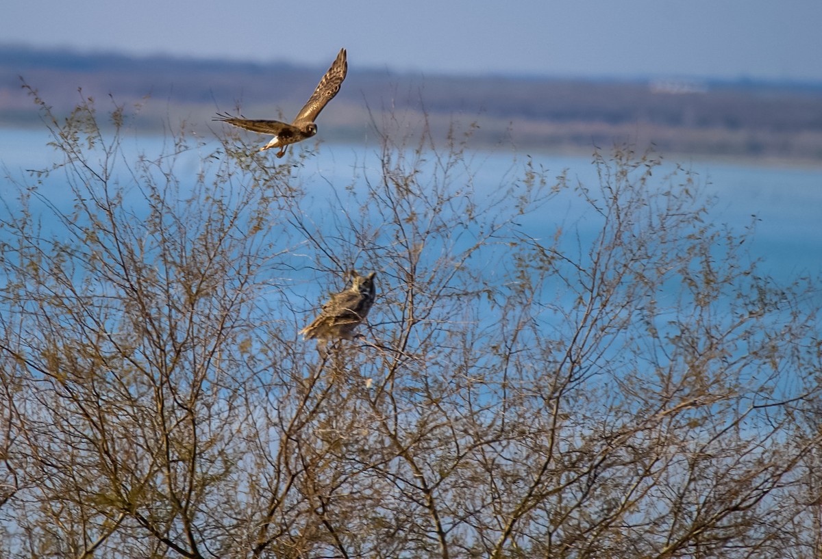 Great Horned Owl - Steven Klingler