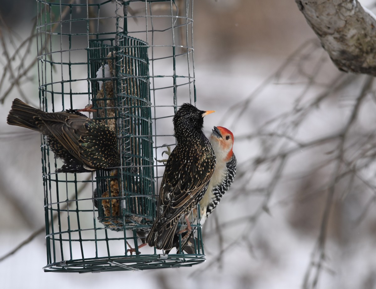 Red-bellied Woodpecker - ML615012209