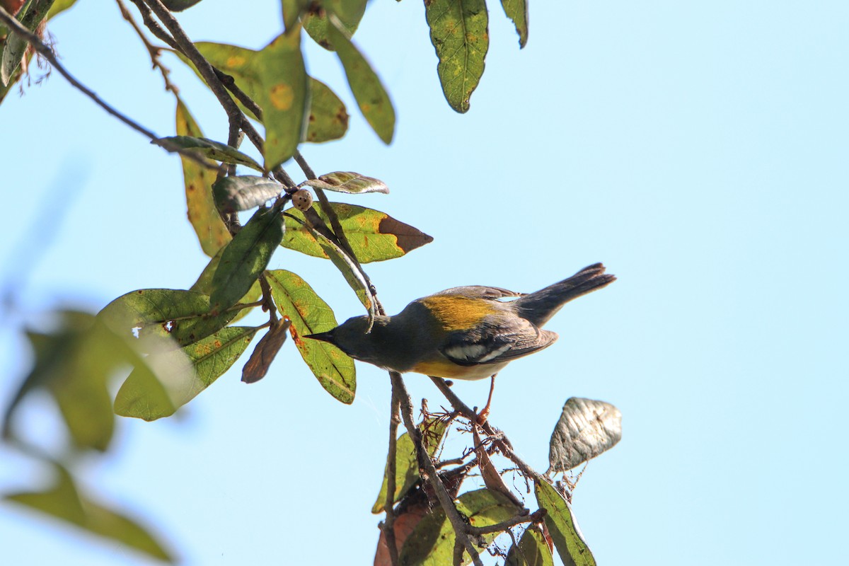 Northern Parula - ML615012226