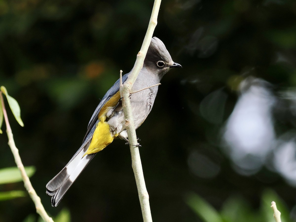 Gray Silky-flycatcher - ML615012279