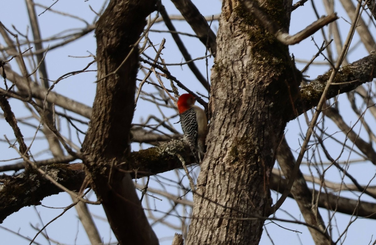 Red-headed Woodpecker - Charles Campbell