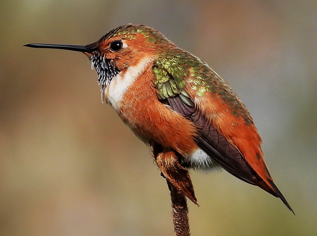 Allen's Hummingbird - Eric Haskell