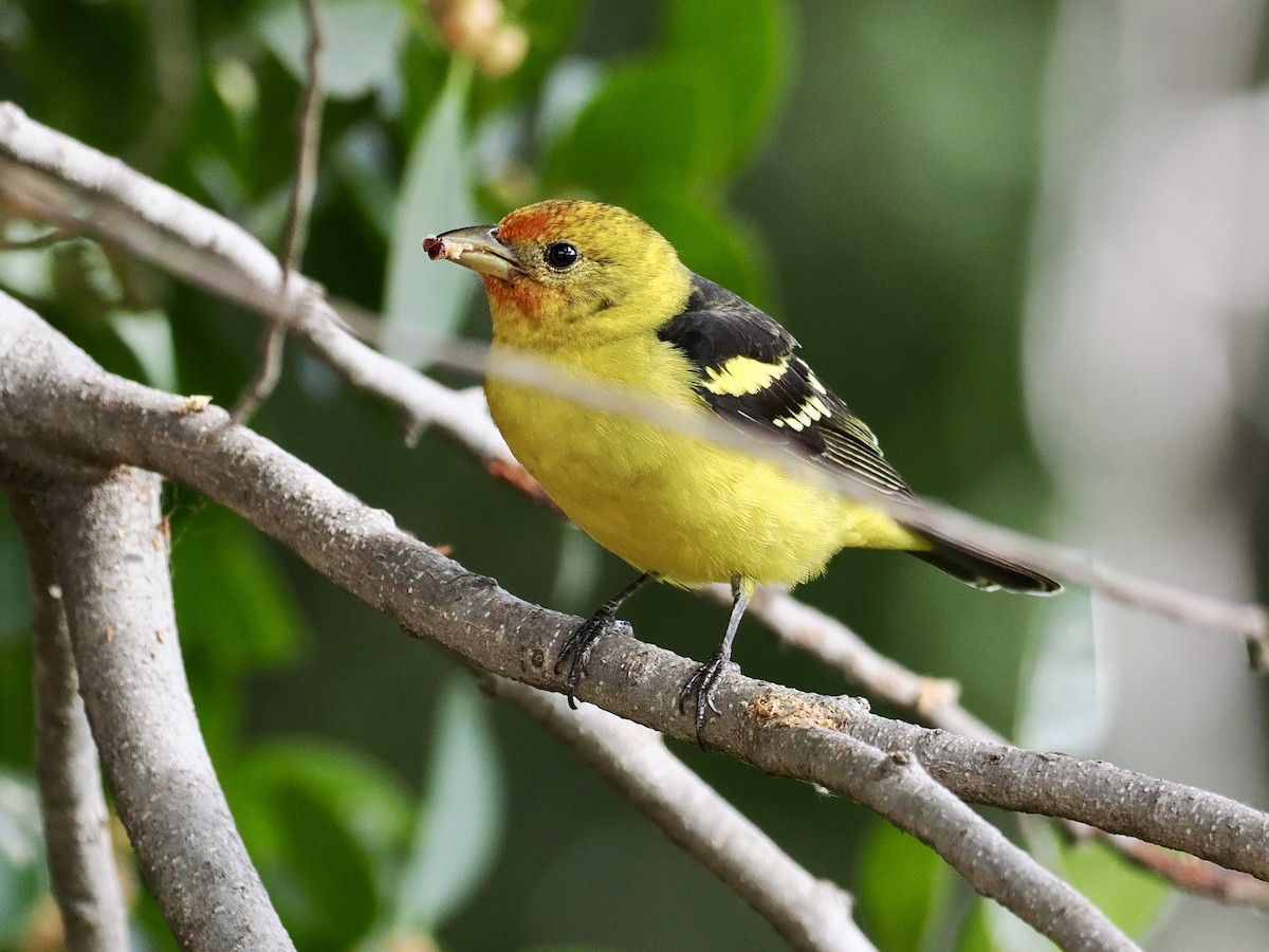 Western Tanager - ML615012328