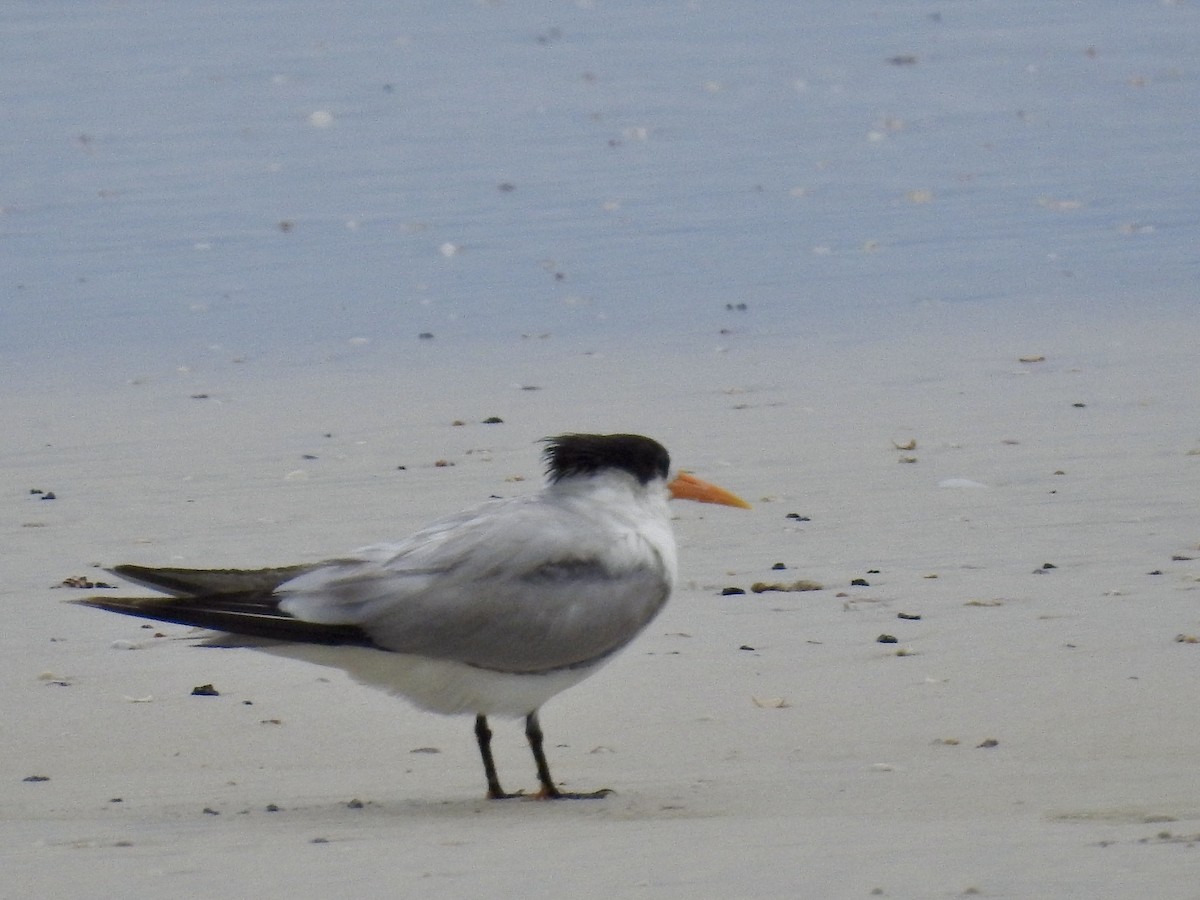 Royal Tern - ML615012400