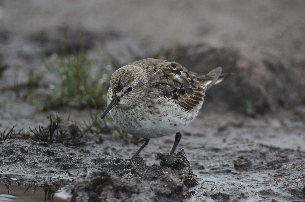 White-rumped Sandpiper - ML615012431