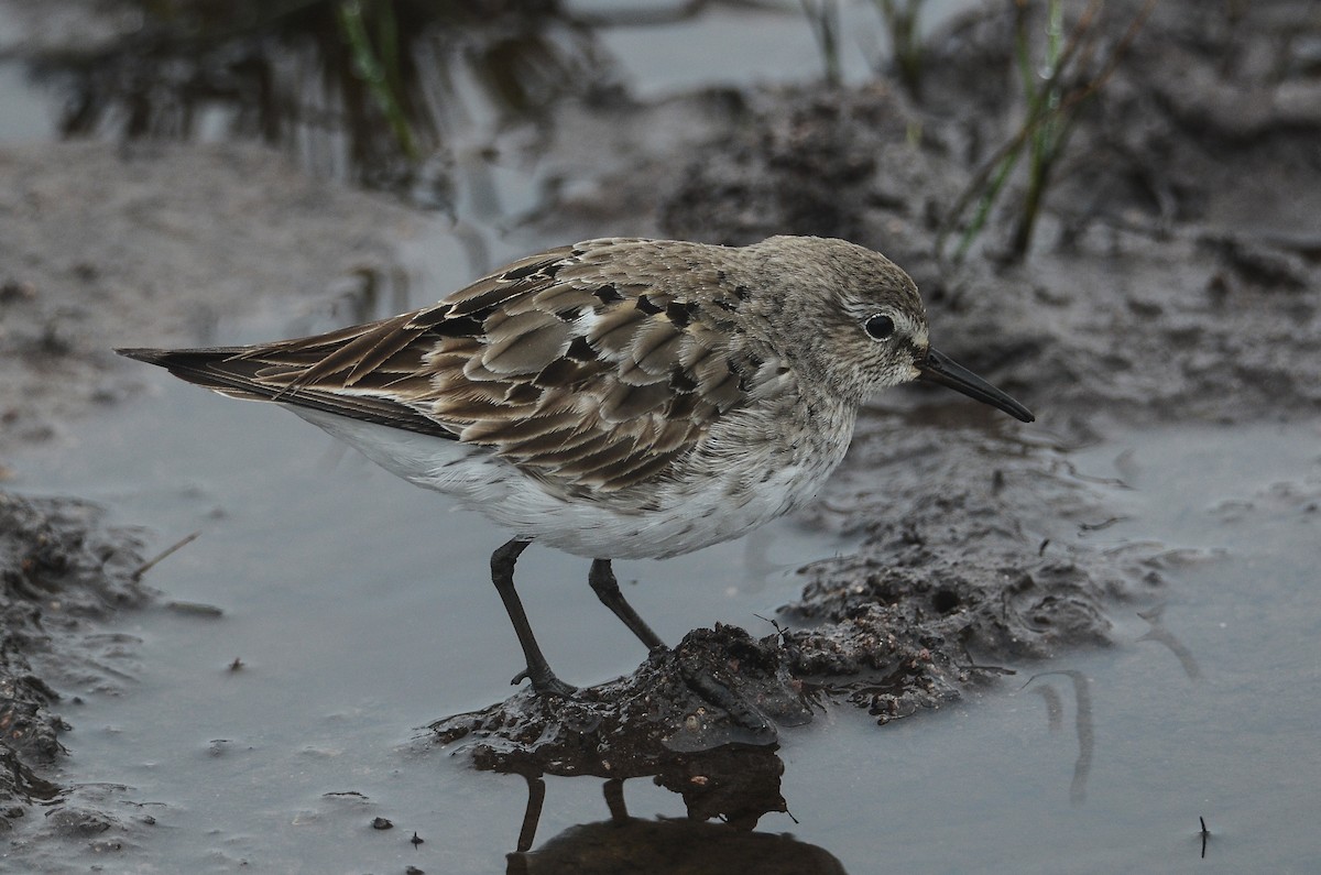 White-rumped Sandpiper - ML615012432