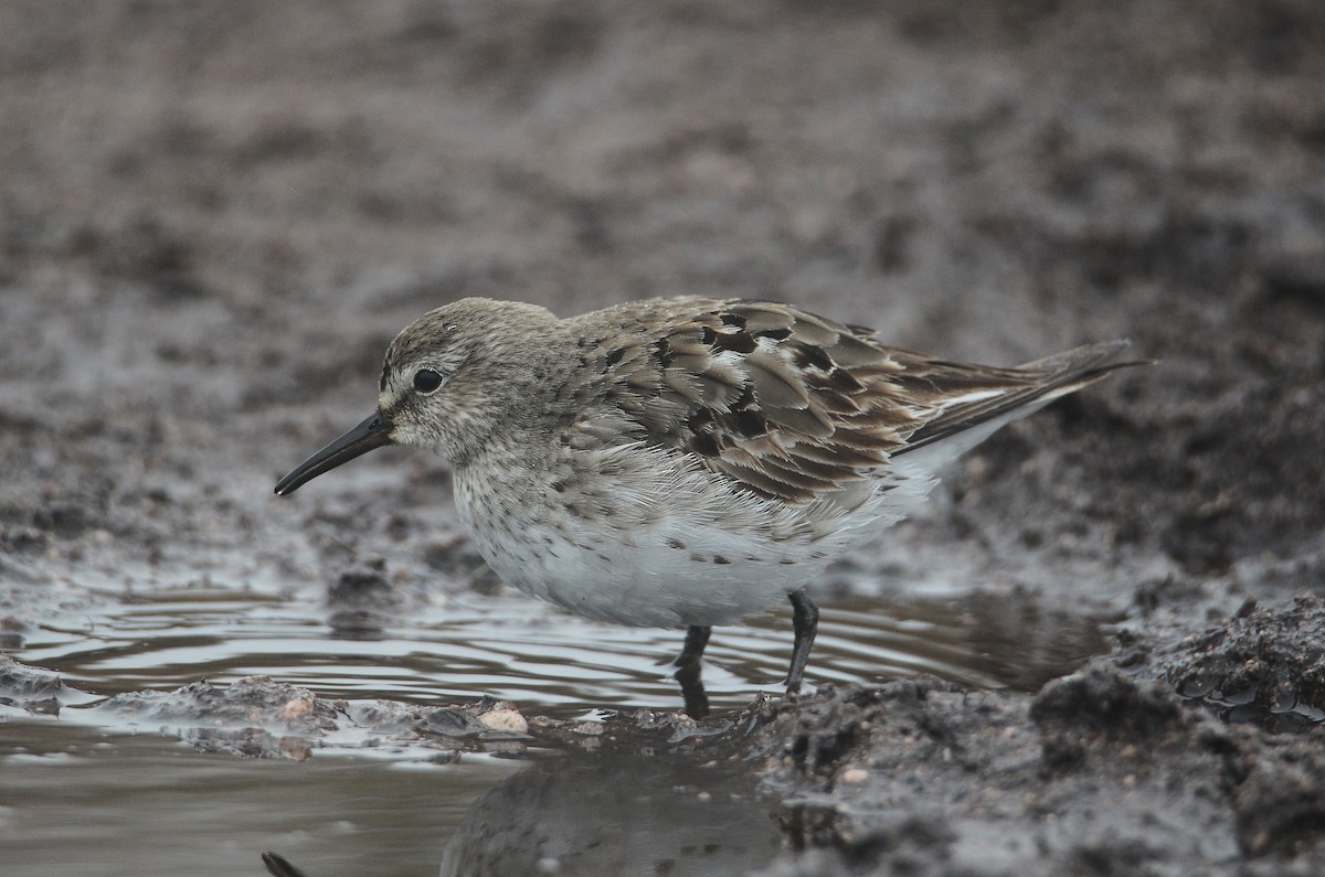 White-rumped Sandpiper - ML615012433