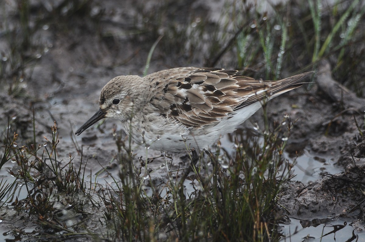 White-rumped Sandpiper - ML615012434