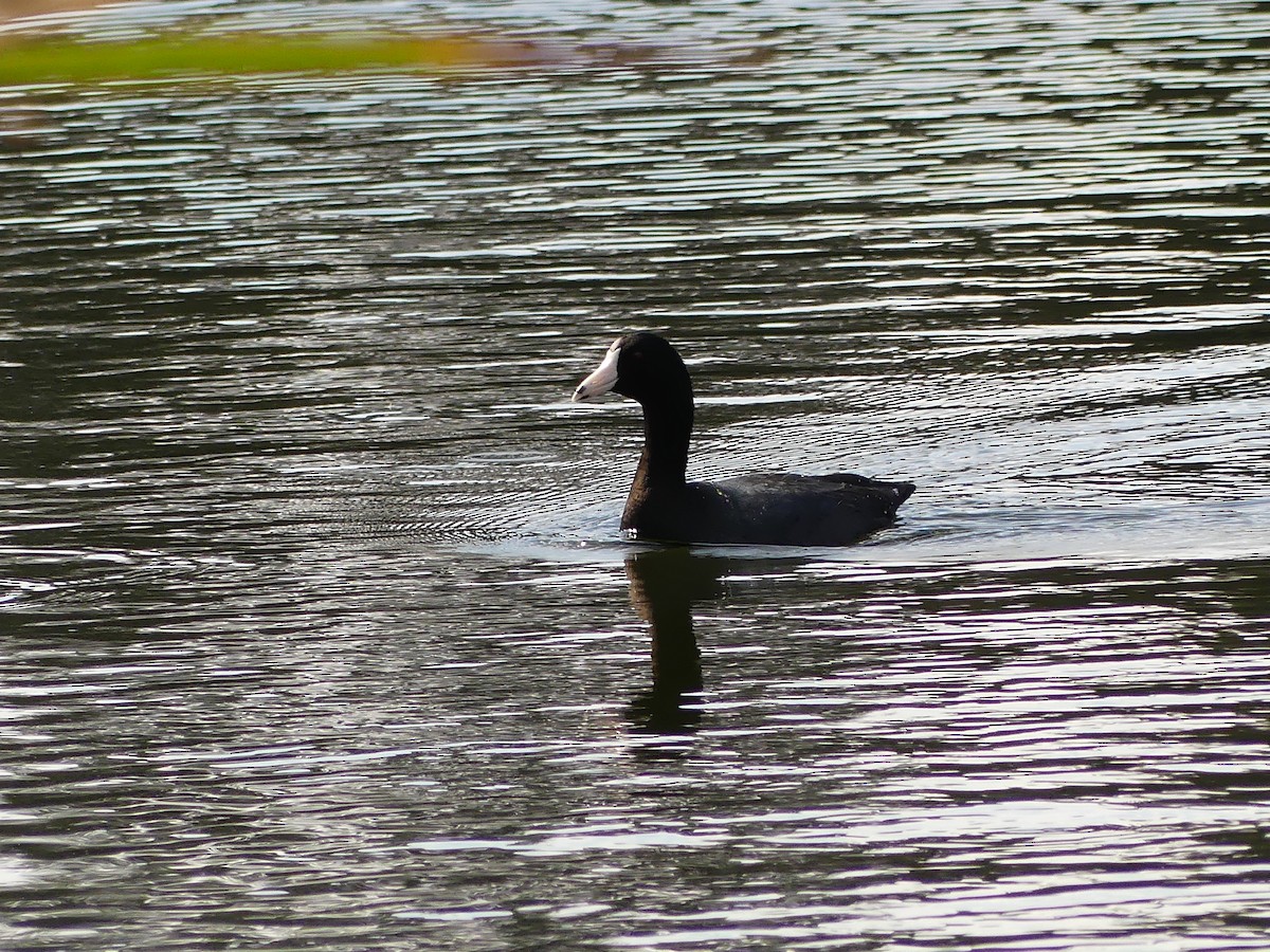 American Coot - Cindy Sherwood