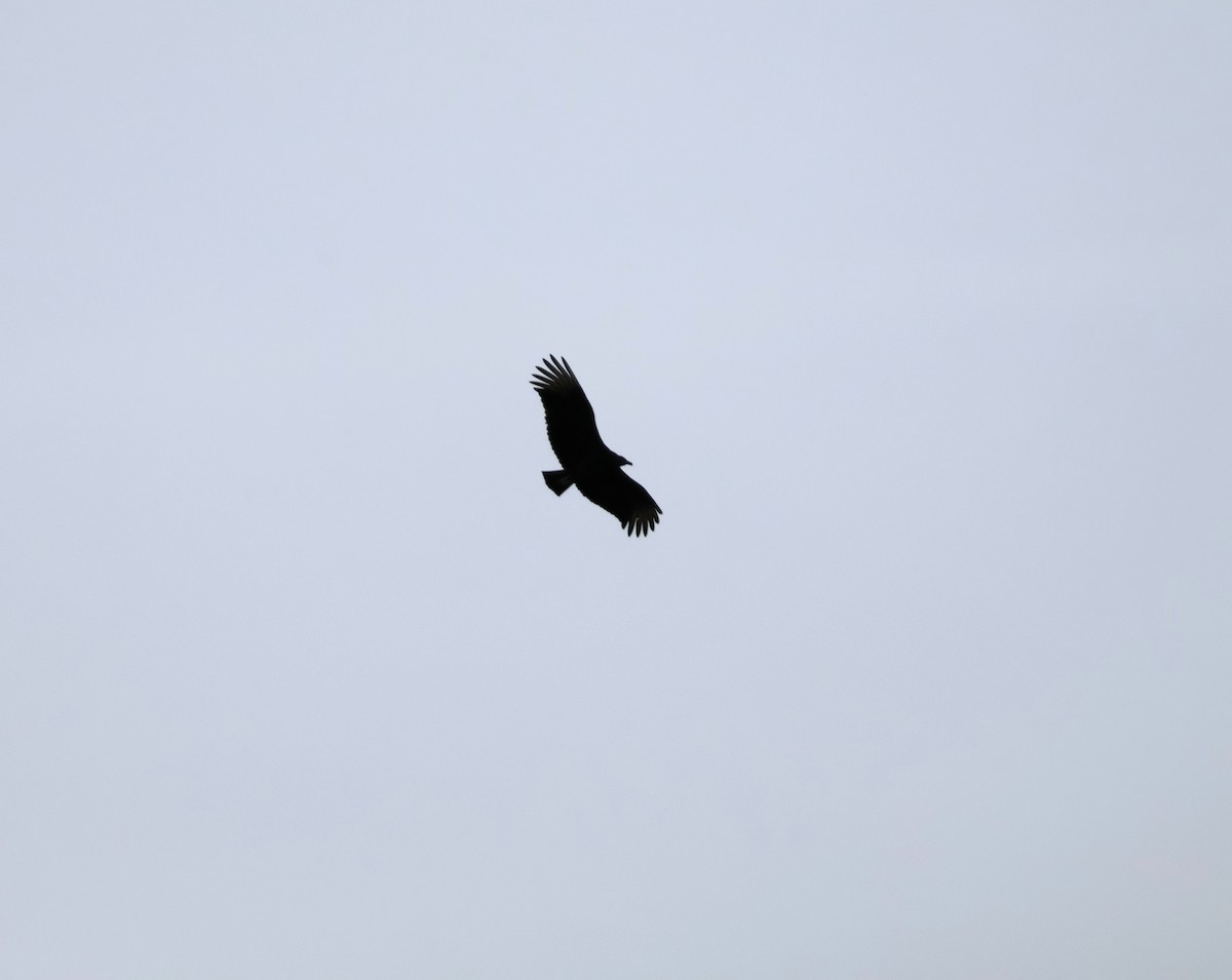 Turkey Vulture - Charles Campbell