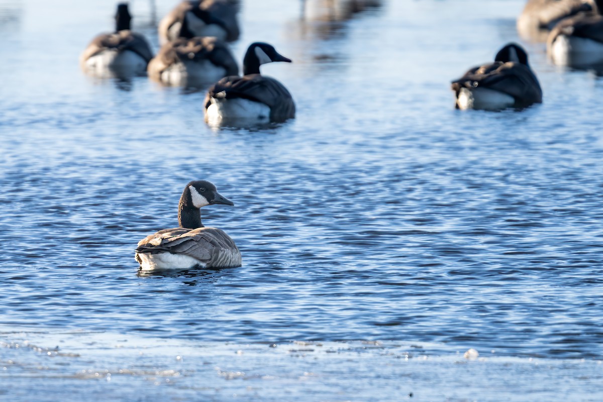 Canada Goose - Matt Saunders