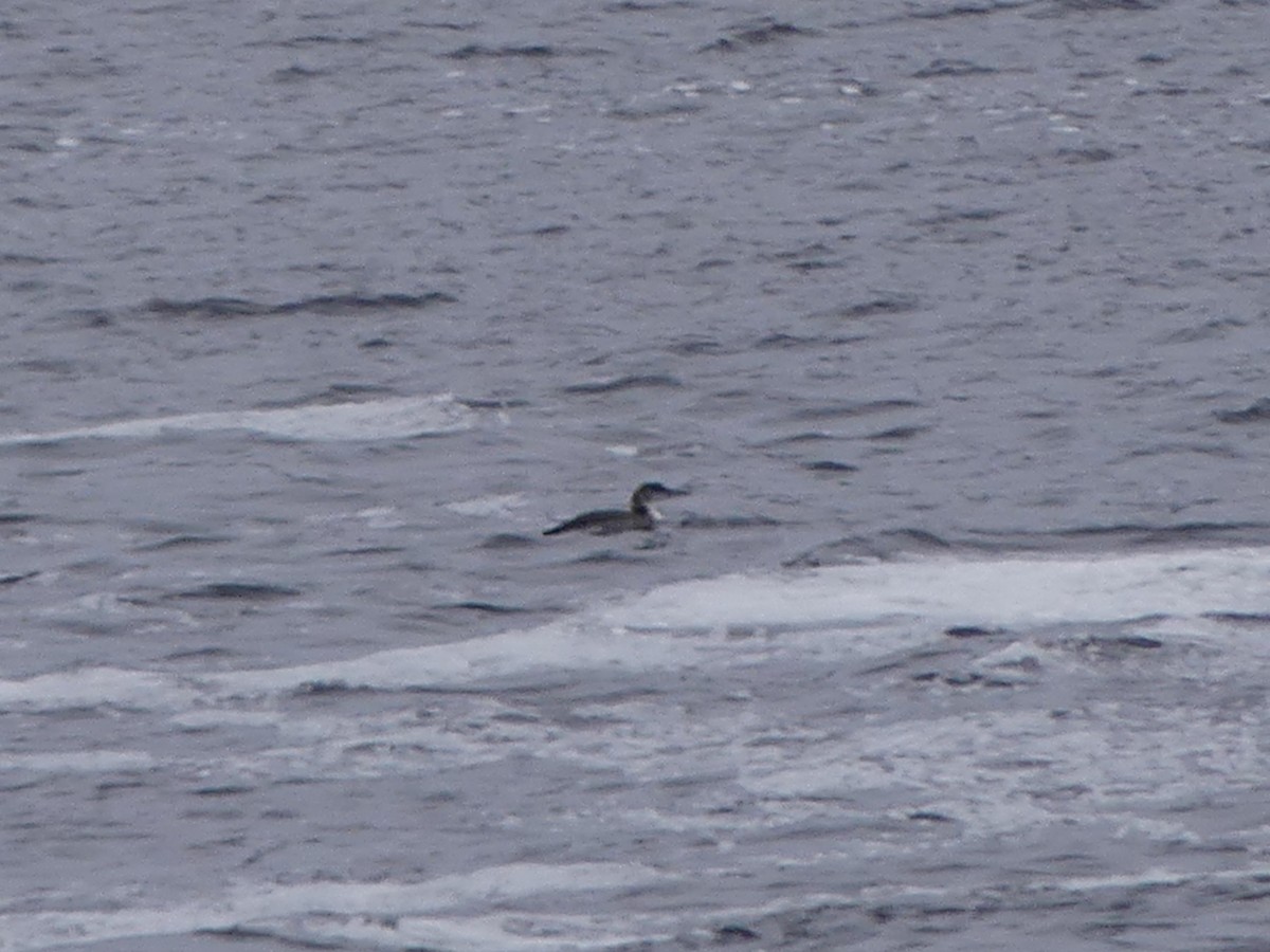 Common Loon - ML615012559