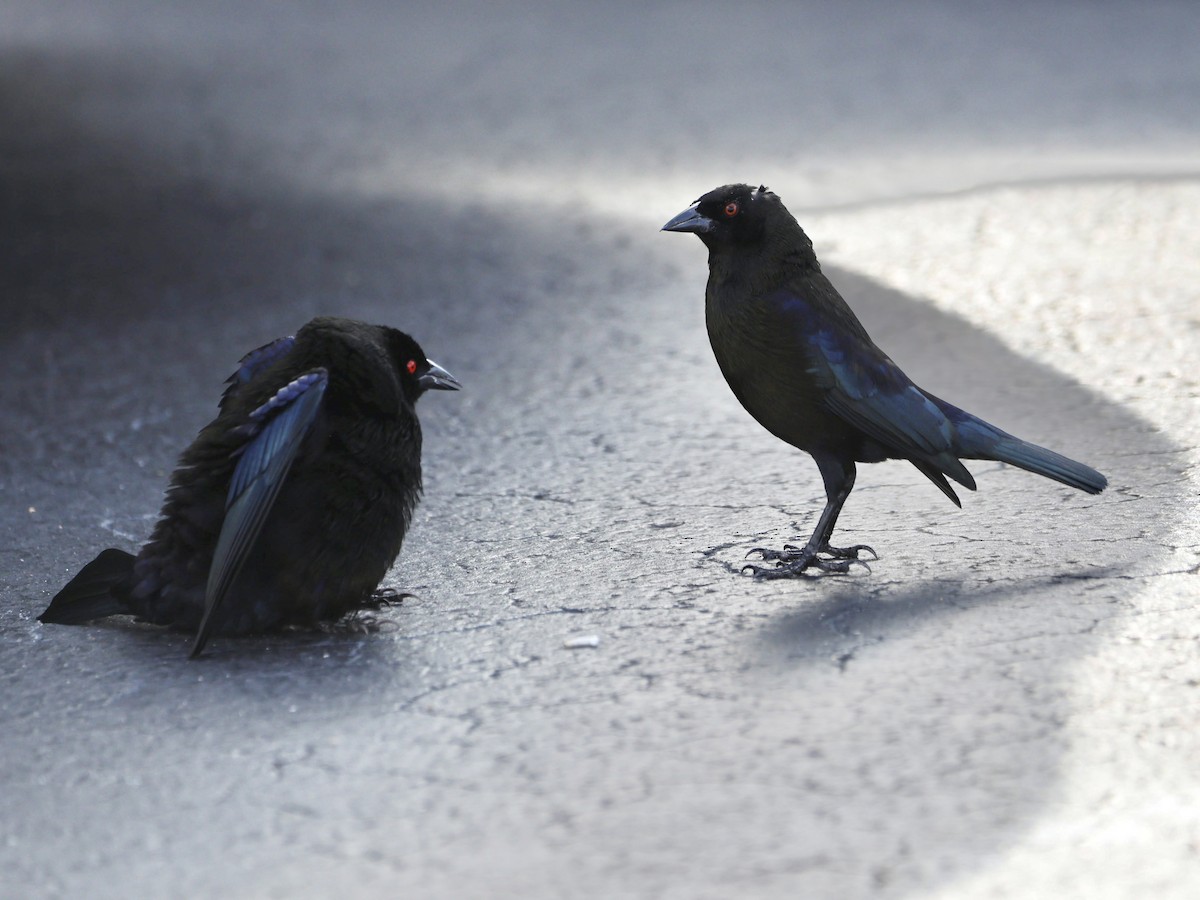 Bronzed Cowbird - ML615012586