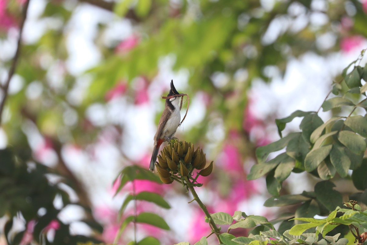 Red-whiskered Bulbul - ML615012632