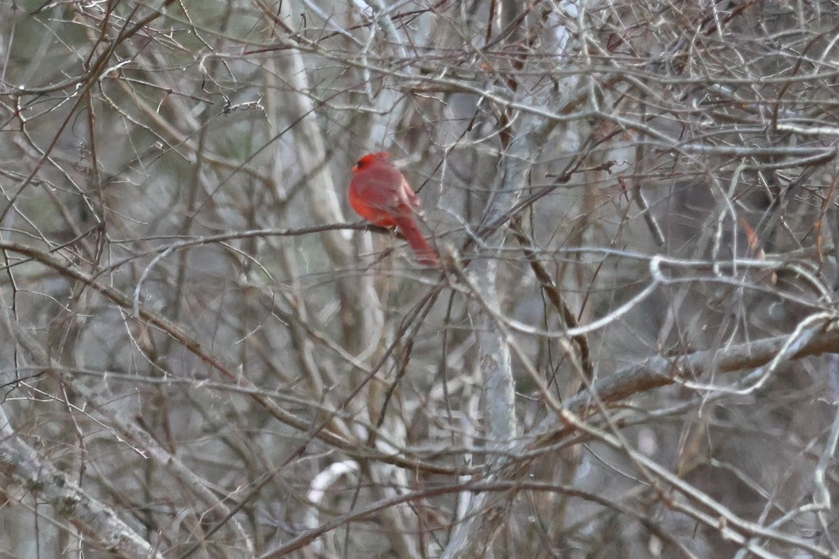 Northern Cardinal - Charles Campbell