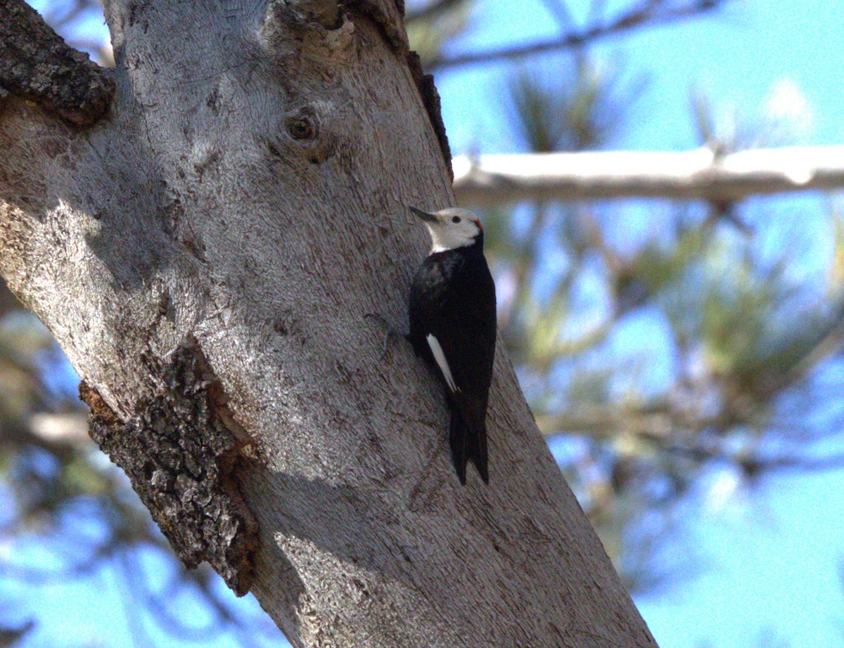 White-headed Woodpecker - ML615012659