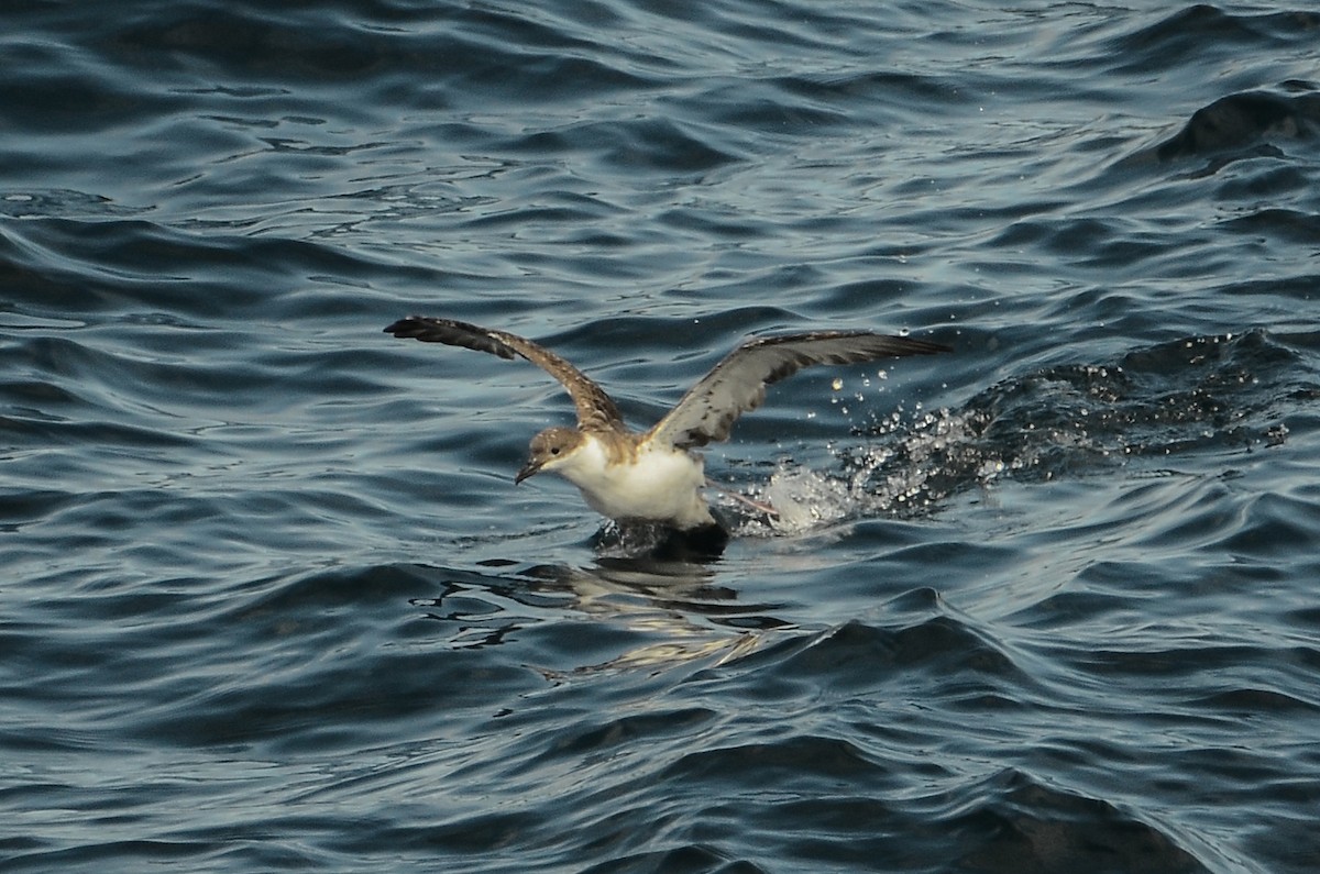 Great Shearwater - ML615012682