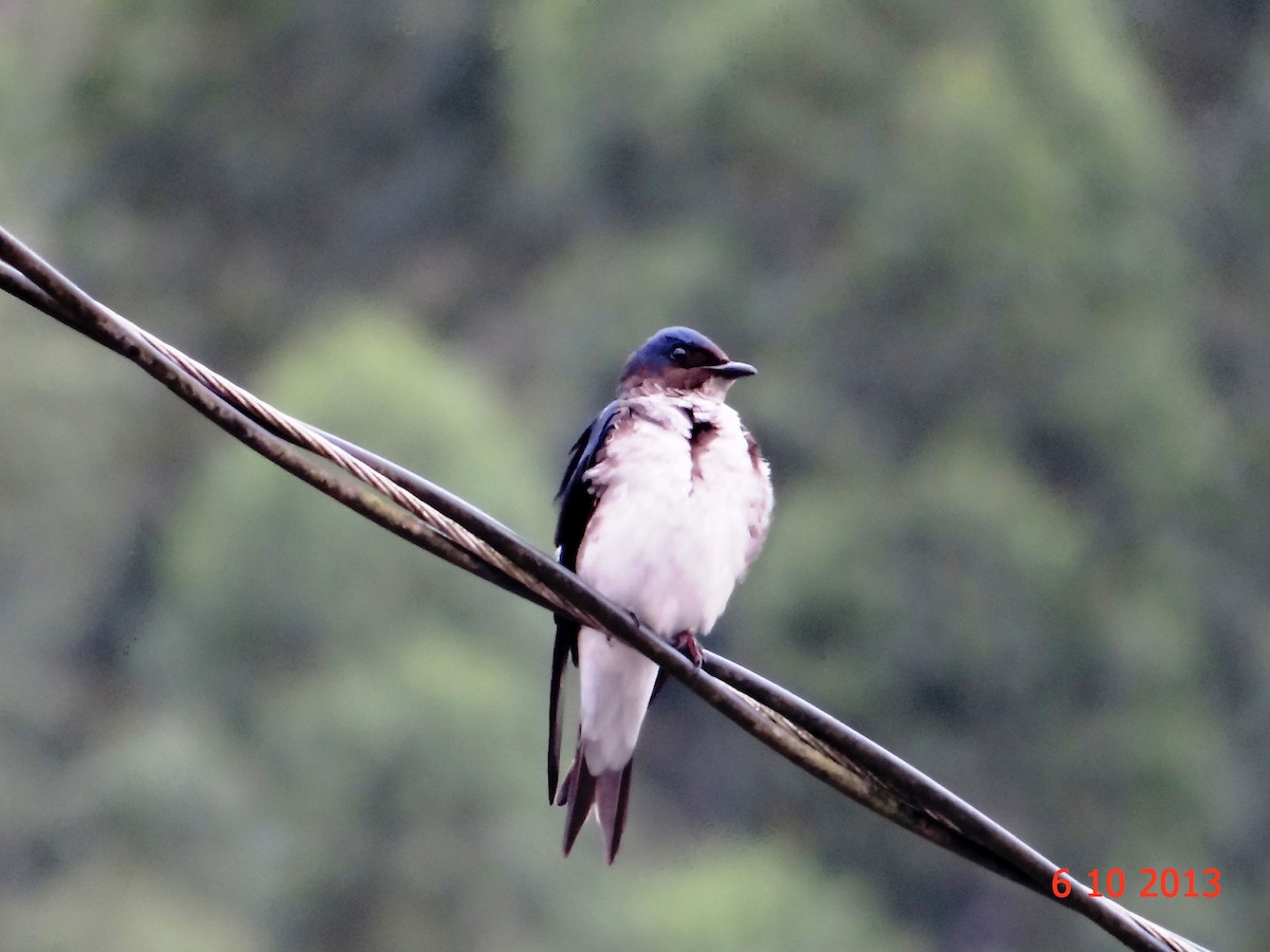 Hirondelle chalybée - ML615012737