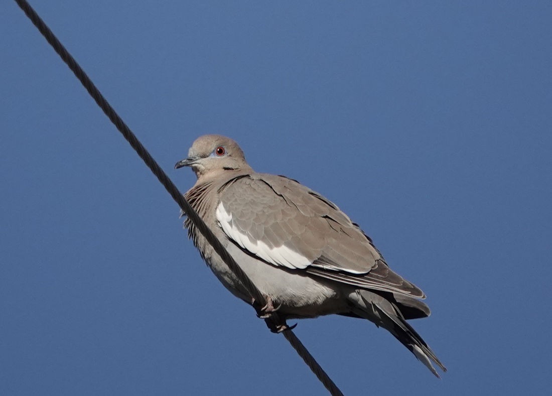 Tourterelle à ailes blanches - ML615012738