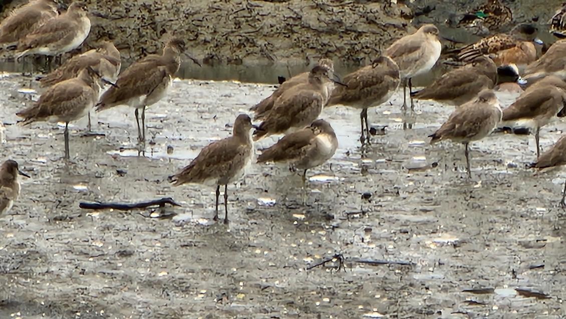 Long-billed Dowitcher - ML615012745