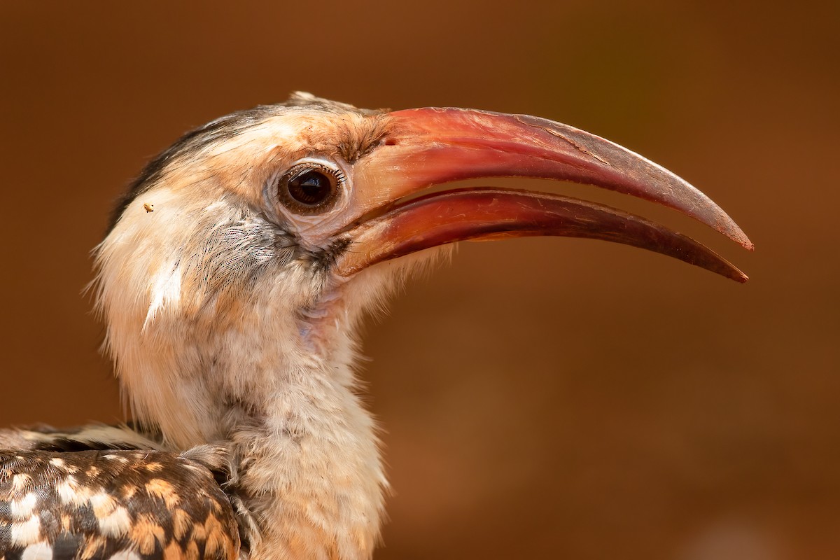 Northern Red-billed Hornbill - Ilya Povalyaev
