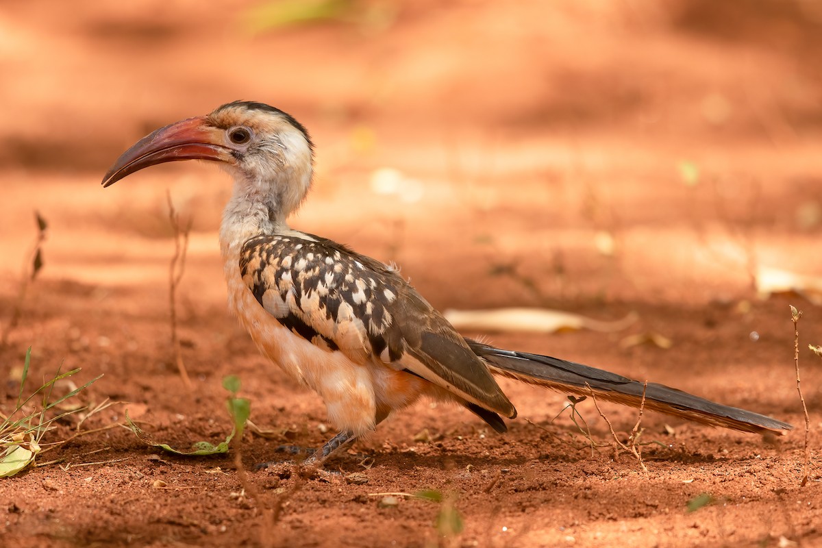 Northern Red-billed Hornbill - ML615012782