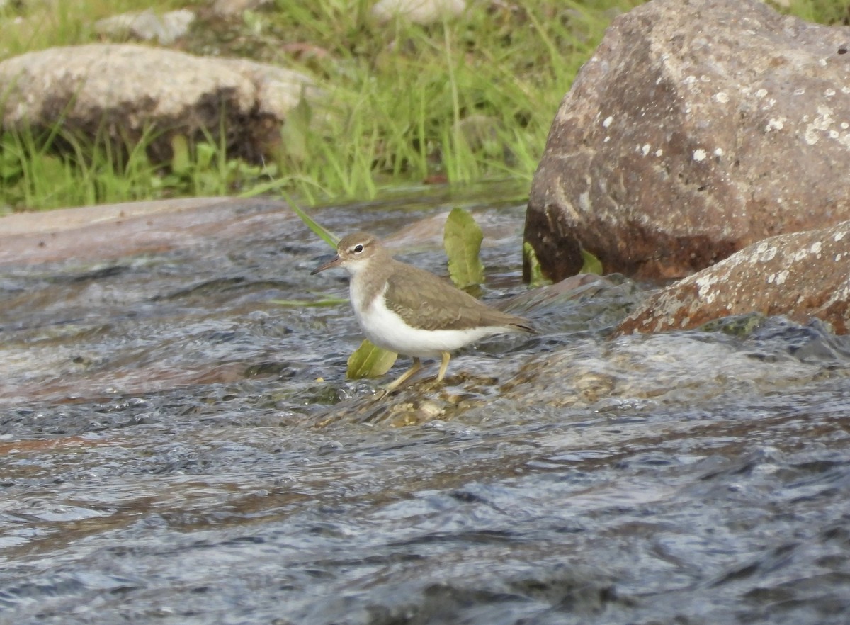 Spotted Sandpiper - ML615012794