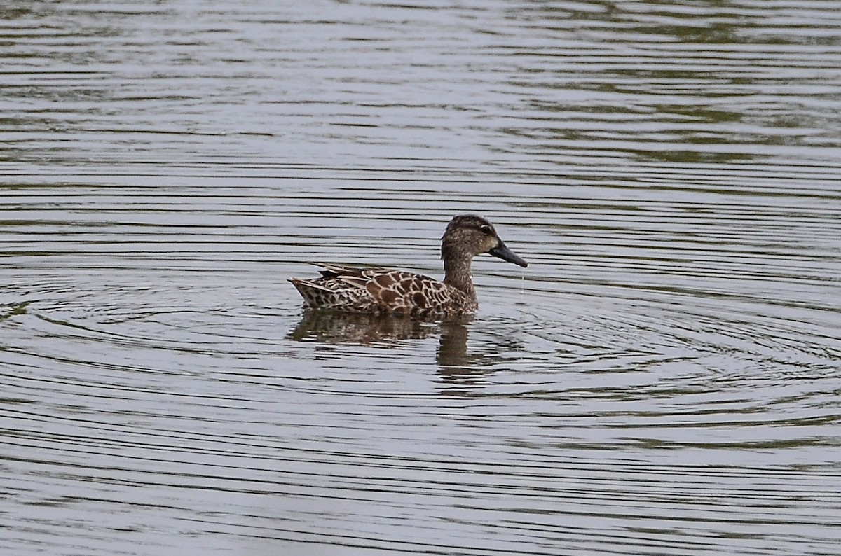 Blue-winged Teal - Roman Yaremchuk