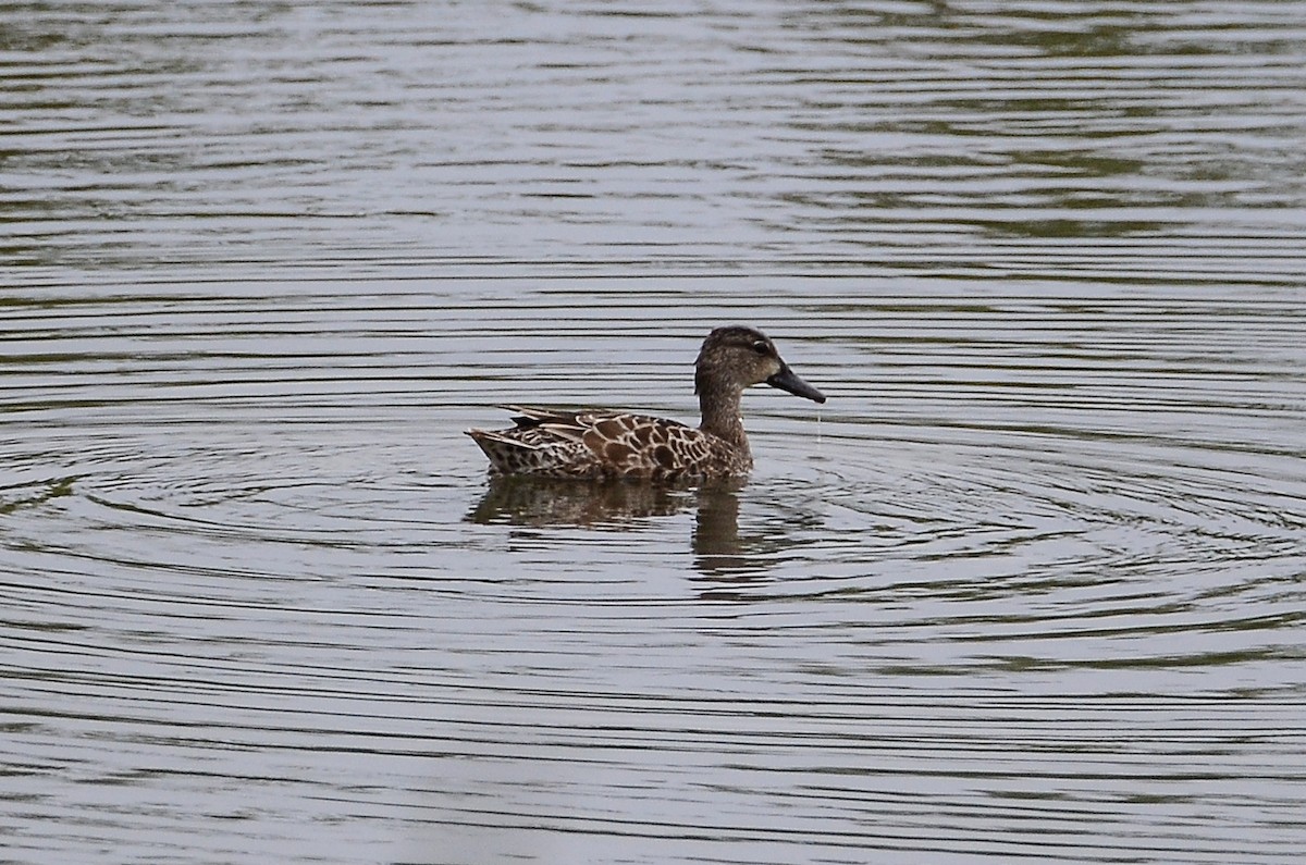 Blue-winged Teal - Roman Yaremchuk