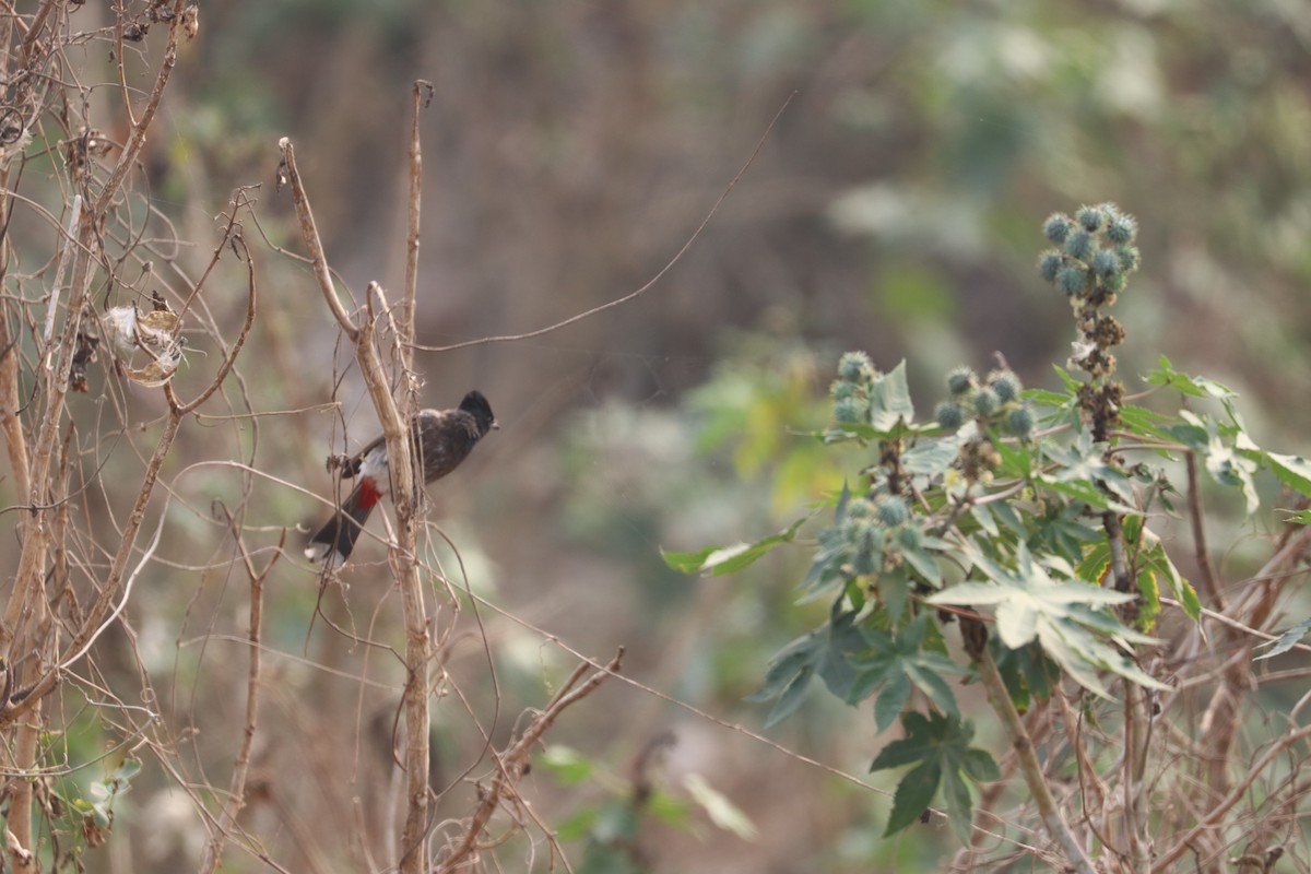 Red-vented Bulbul - ML615012874