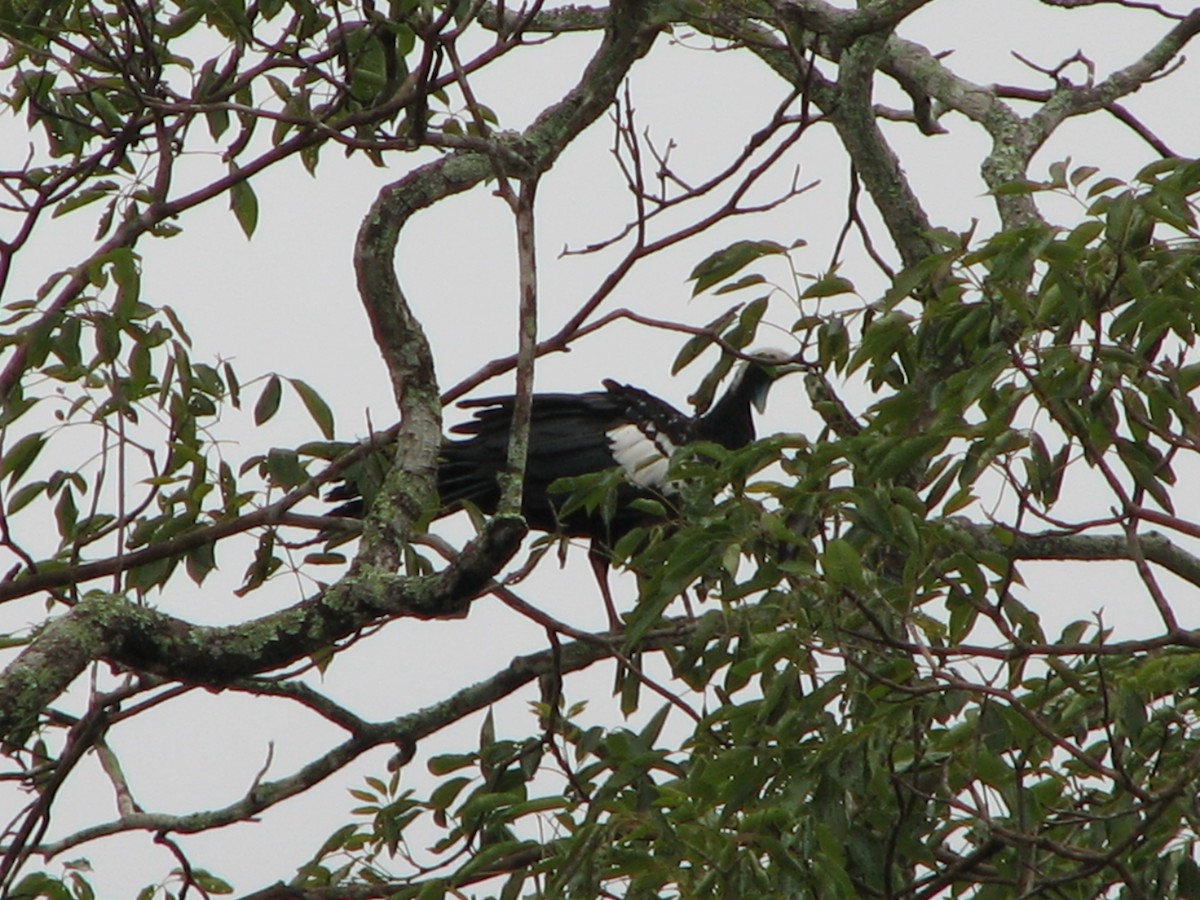 White-throated Piping-Guan - John Cooper