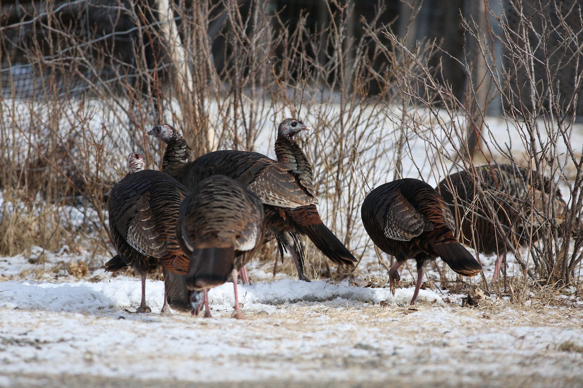 Wild Turkey - ML615012975