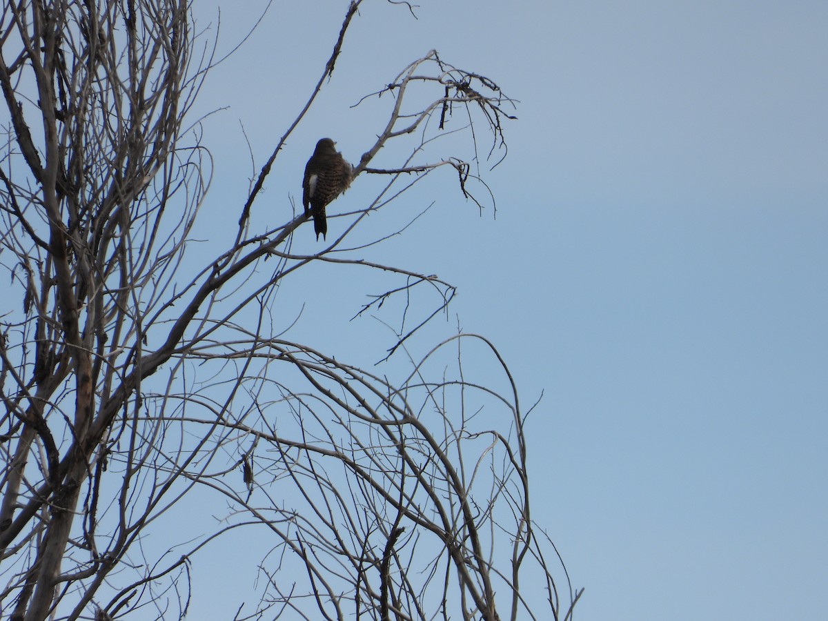 Northern Flicker - ML615012994