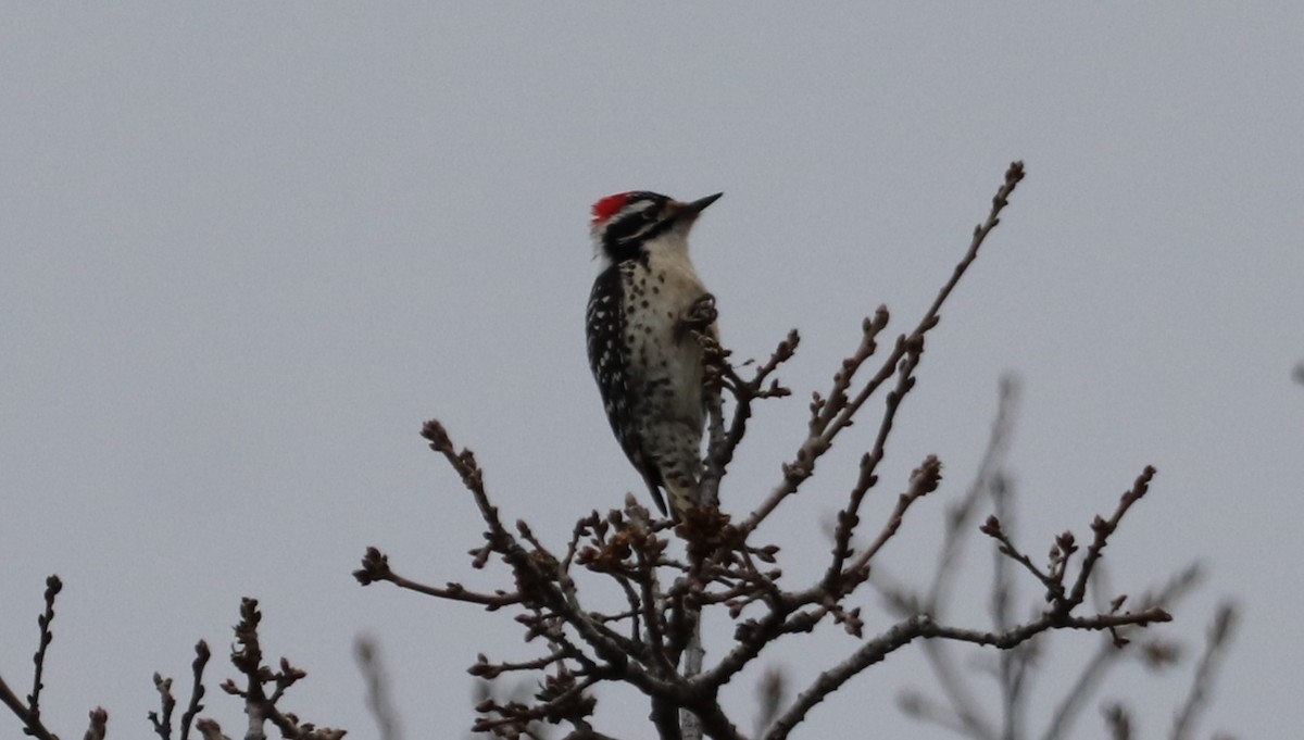 Nuttall's Woodpecker - Daniel Bye